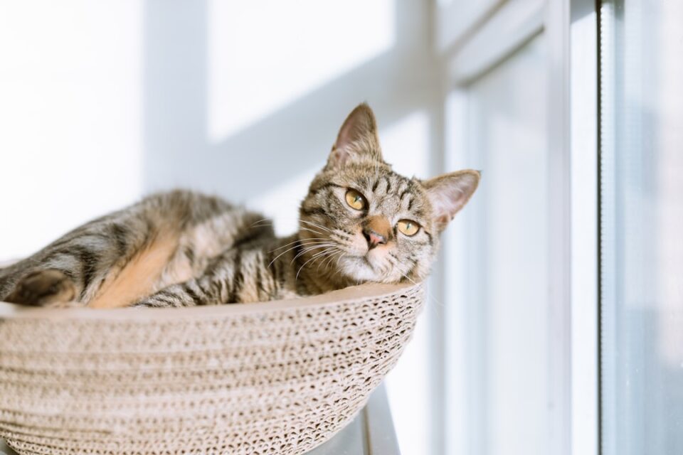 Photo Cat, Silver Tabby